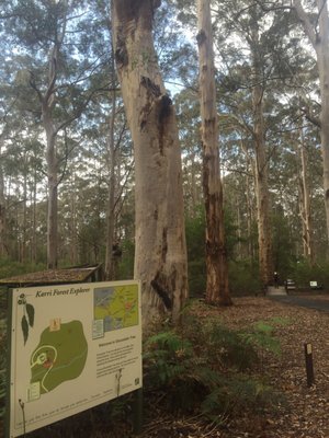 Gloucester Tree by null