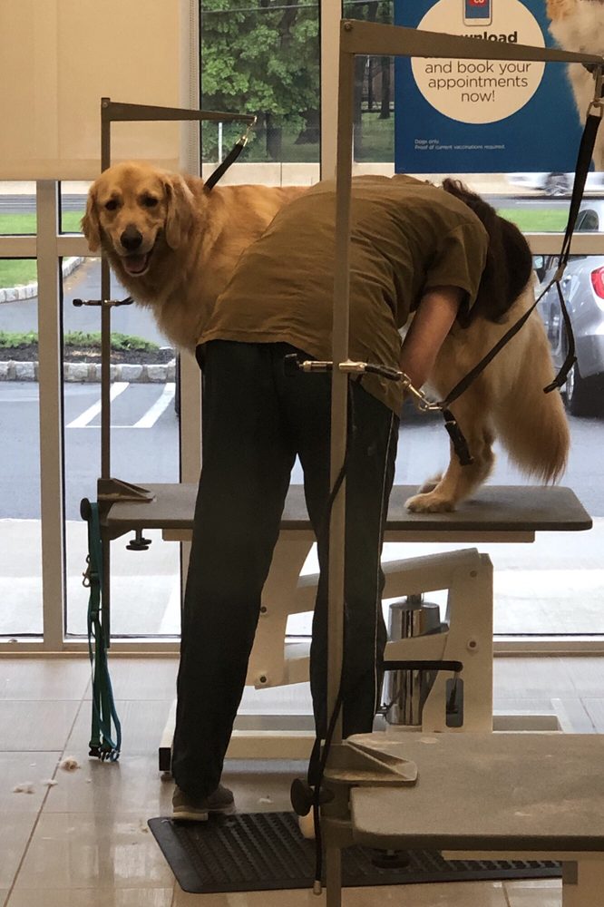 PETCO 14 Reviews Pet Stores 1262 Rt 22 E, North Plainfield, NJ