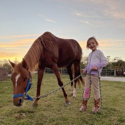 Spitfire Farm - Good ponies for learning