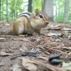 Jack Pine Trail
