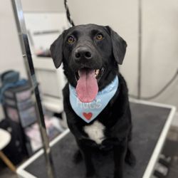 Beyond All Paws - Taigan is the best!
