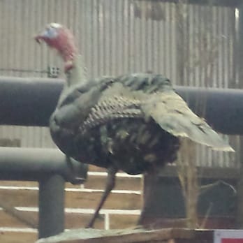 Hard Eight BBQ - This turkey was not on the menu - Barbeque Near Me - The Colony, Texas Hard Eight BBQ - This turkey was not on the menu - Barbeque Near Me - The Colony, Texas