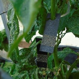 Arbico failed me big time!  Aphids were unaffected by greenlacewing cards.