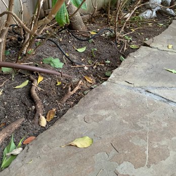 South county landscapes - Hole left where drip line was added (notice line is in front) - Landscaping Near Me South county landscapes - Hole left where drip line was added (notice line is in front) - Landscaping Near Me