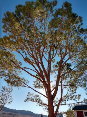 Tree Trimming - Pruning a tree is about so much more than cutting off its limbs. Done incorrectly, the process is extremely unsafe Tree Trimming - Pruning a tree is about so much more than cutting off its limbs. Done incorrectly, the process is extremely unsafe