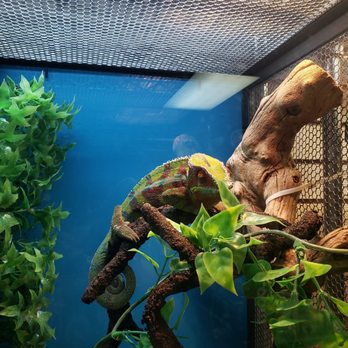 lllreptile and supply co inc