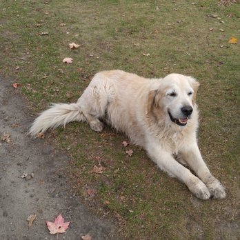 Johnston's Cranberry Marsh - a dog laying on the ground - Farmers Market Near Me - Bala, Ontario Johnston's Cranberry Marsh - a dog laying on the ground - Farmers Market Near Me - Bala, Ontario