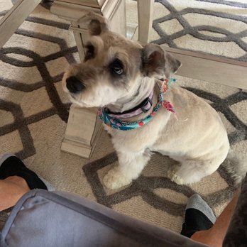 Canine Corner - Baci - Pet Groomers Near Me - Woodridge, Illinois Canine Corner - Baci - Pet Groomers Near Me - Woodridge, Illinois