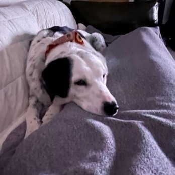 PANORAMA ORTHOPEDICS & SPINE CENTER - GOLDEN - Updated March 2025 - 15 ...