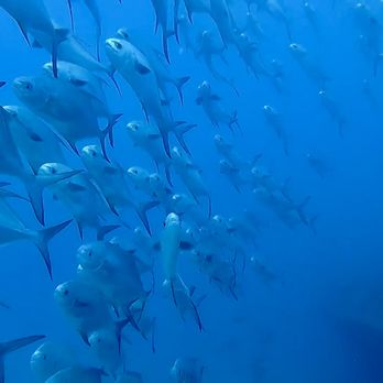 Capt. Hook's Dive Key West - Surrounded by a school of permit. - Scuba Diving Near Me - Key West, Florida