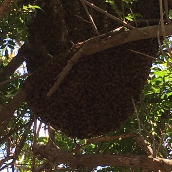 Bee Nice Wildlife Management - Huge hive in our tree - Pest Control Near Me Bee Nice Wildlife Management - Huge hive in our tree - Pest Control Near Me