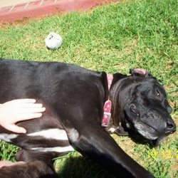 The Vet Shed - Saw the photo of the dog at the vet shed. Wanted to show our beautiful girl "Rosebud". I am sure they must be related.