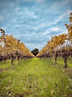 South River Vineyard by null