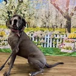 Three Dog Bakery - Kingston - Spring photo backdrop