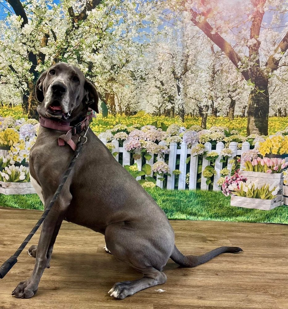 Three Dog Bakery - Kingston Image
