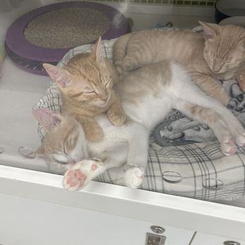 Petco - 3 happy cats - Pet Stores Near Me - San Antonio, Texas
