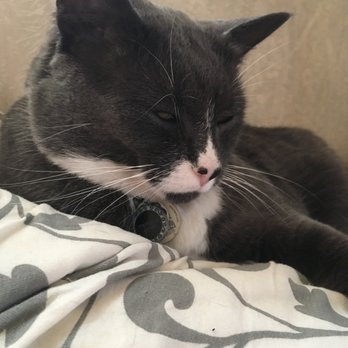 Wellness Home Vet - Veterinarians Near Me Wellness Home Vet - Veterinarians Near Me