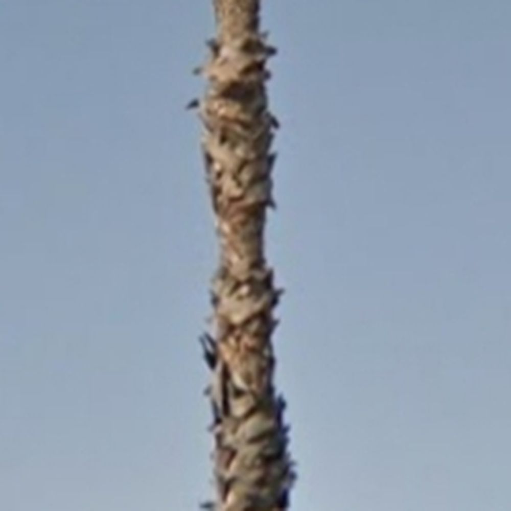 Top Unit Tree Service - Before - Tree Services Near Me - Norwalk, California Top Unit Tree Service - Before - Tree Services Near Me - Norwalk, California