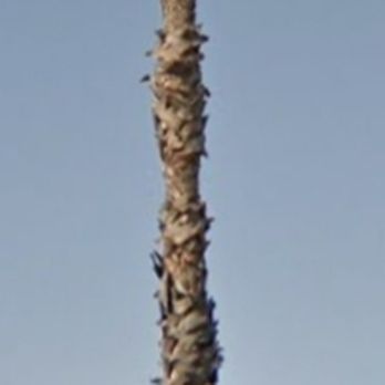 Top Unit Tree Service - Before - Tree Services Near Me - Norwalk, California Top Unit Tree Service - Before - Tree Services Near Me - Norwalk, California
