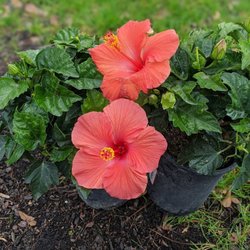 DayintaS - Bringing the tropics of my home (Hawaii) to the landscape. Red Hibiscus flowers