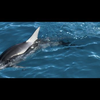 Dolphins and You - Boat Charters Near Me - Honolulu, Hawaii Dolphins and You - Boat Charters Near Me - Honolulu, Hawaii