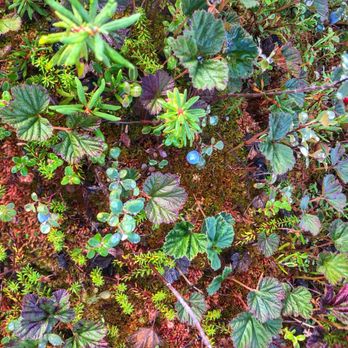 Chena River State Recreation Area - Blueberries - Parks Near Me - Fairbanks, Alaska