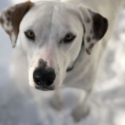 ROOT Dog Training - My special friend who has reactivity issues becoming so happy