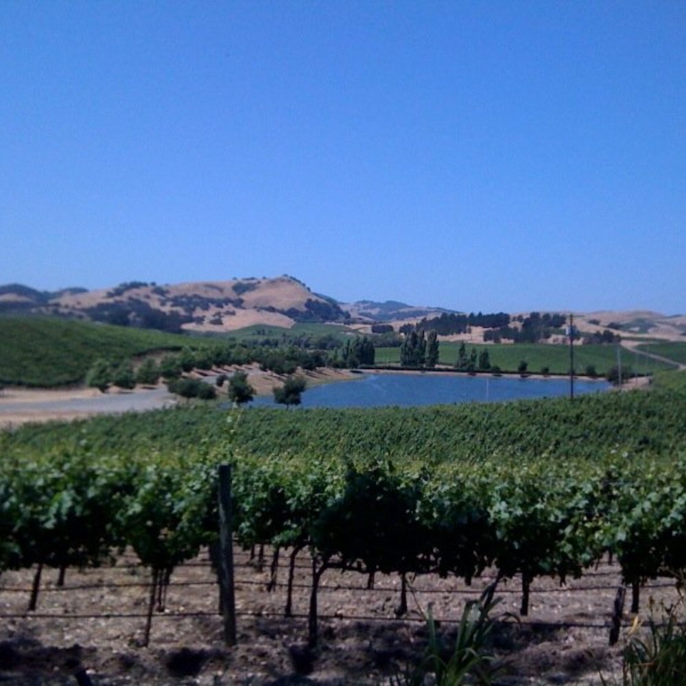 Cuvaison - View from the outside seating - Wineries Near Me - Napa, California Cuvaison - View from the outside seating - Wineries Near Me - Napa, California