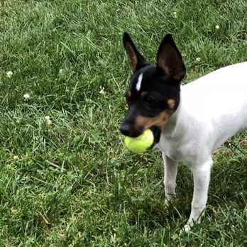 My Hero Dog Training - Pet Training Near Me - Novi, Michigan My Hero Dog Training - Pet Training Near Me - Novi, Michigan