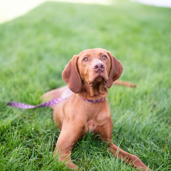 Alpha K9 Training - Pet Training Near Me - Denver, Colorado