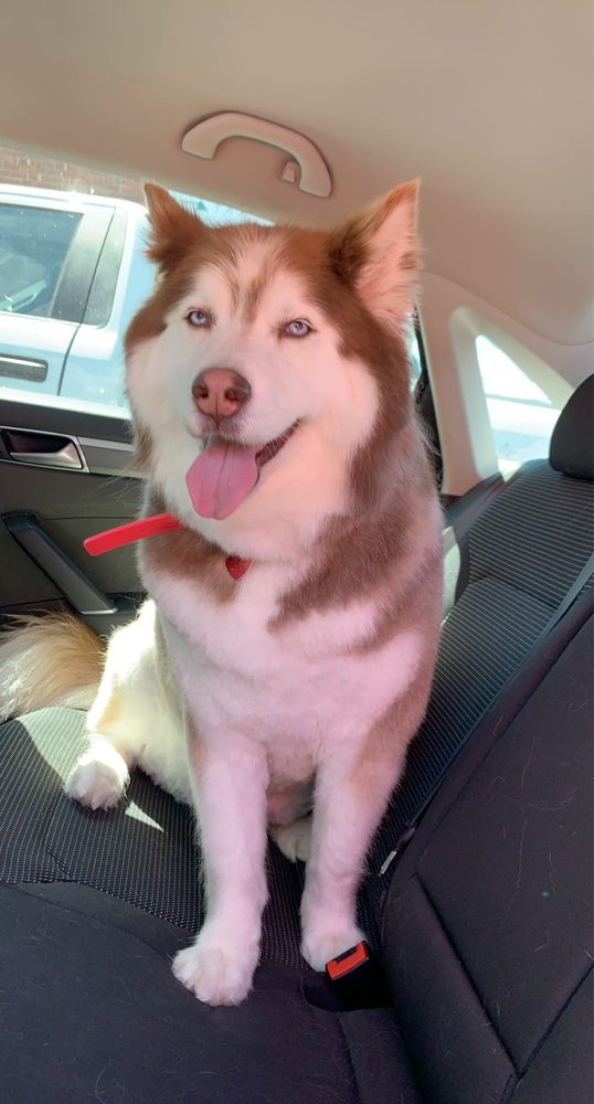 BARK AVENUE PET SPA Updated August 2024 161 Forest Ave, Locust Valley, New York Pet