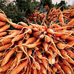 Carrots at the Farmers Market Carrots at the Farmers Market