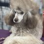 Photo of Wash The Dog