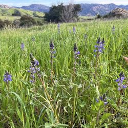 Chumash Trail