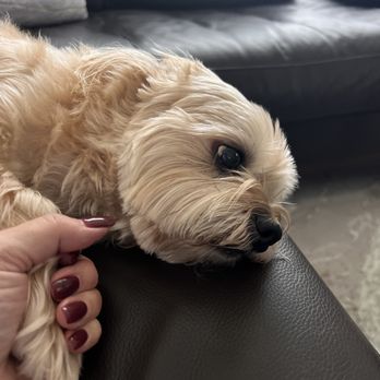 Pet Emergency Center - Veterinarians Near Me - Fort Lauderdale, Florida Pet Emergency Center - Veterinarians Near Me - Fort Lauderdale, Florida