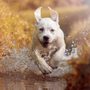 Photo of Outdoor K9