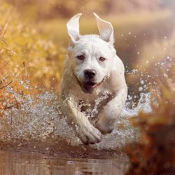 Outdoor K9