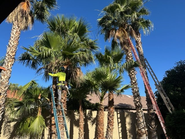 PV Trimmers - tree service in Phoenix, AZ