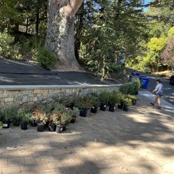 Patty Walters Landscape Design - Patty counting and arranging plants after delivery.
