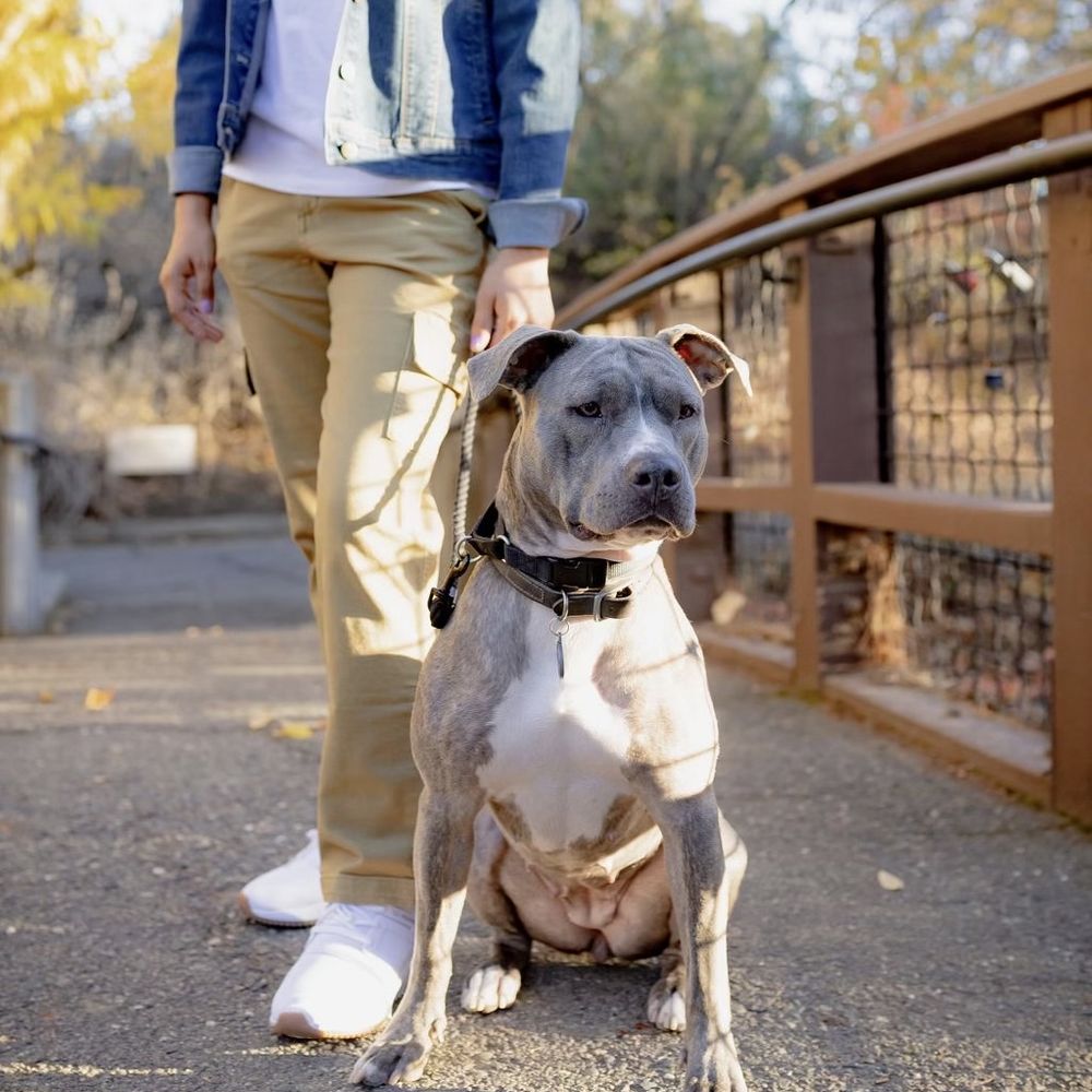 THE BEST 10 Dog Agility Training in Solano County, CA - Quality &  Affordability - Updated 2026 - Yelp