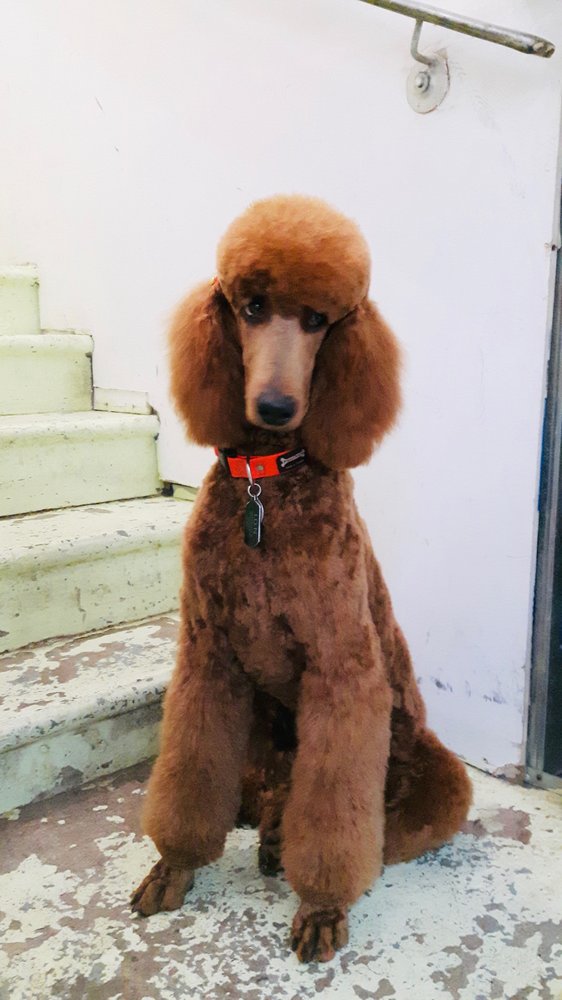 Cosmopawlitan Image