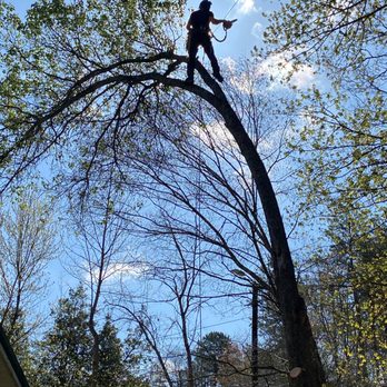 Luke Tree Walker - Tree Services Near Me Luke Tree Walker - Tree Services Near Me