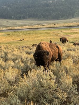 Pine Edge Cabins by null