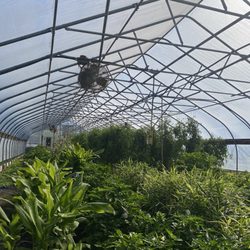 Keep Growing Detroit - Inside greenhouse