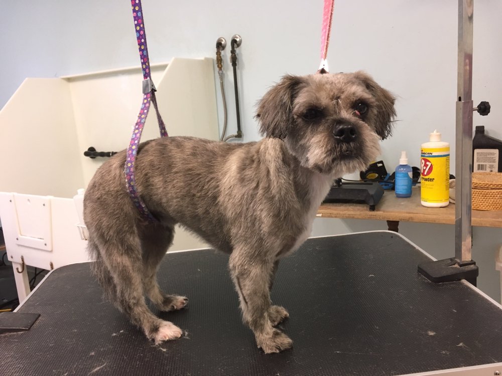 K9 KLIPS BY JASMINE Updated September 2024 29 Photos 2735