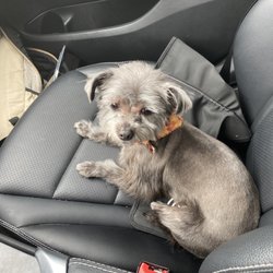 spoiled mutts humble