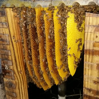 CL Best Honey Bees - Pest Control Near Me - Cocoa, Florida