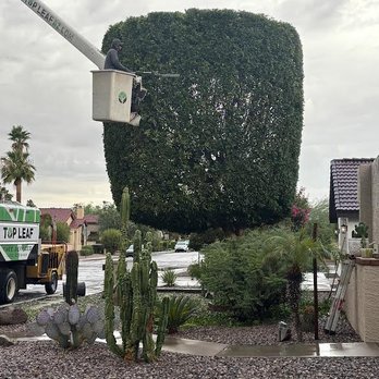 Top Leaf Tree Service - Outstanding work! - Tree Services Near Me - Mesa, Arizona