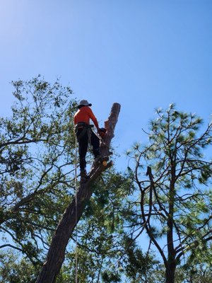 Professional Tree Trimming Services - Enhance the health, safety, and beauty of your trees with Quality Roots Tree Service's expert tree trimming services. With 17 years of experience, our skilled team specializes in precise trimming techniques that promote healthy growth, improve structural integrity, and eliminate hazardous branches. Whether it’s shaping trees for aesthetic appeal or removing overgrown limbs to protect your property, we deliver exceptional results for both residential and commercial clients. As a local business focused on customer satisfaction, we take pride in providing reliable, affordable, and professional tree care tailored to your needs. Professional Tree Trimming Services - Enhance the health, safety, and beauty of your trees with Quality Roots Tree Service's expert tree trimming services. With 17 years of experience, our skilled team specializes in precise trimming techniques that promote healthy growth, improve structural integrity, and eliminate hazardous branches. Whether it’s shaping trees for aesthetic appeal or removing overgrown limbs to protect your property, we deliver exceptional results for both residential and commercial clients. As a local business focused on customer satisfaction, we take pride in providing reliable, affordable, and professional tree care tailored to your needs.