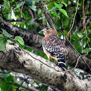 Enchanted Forest Elaine Gordon Park - The Red-Shouldered Hawk. - Parks Near Me - Miami, Florida Enchanted Forest Elaine Gordon Park - The Red-Shouldered Hawk. - Parks Near Me - Miami, Florida